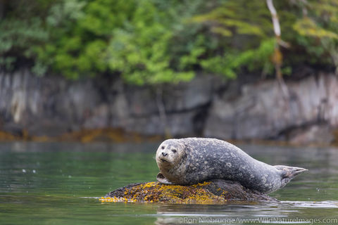 Harbor Seal