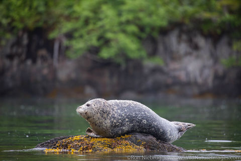 Harbor Seal