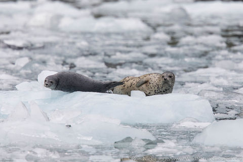 Harbor Seals