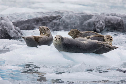 Harbor Seals