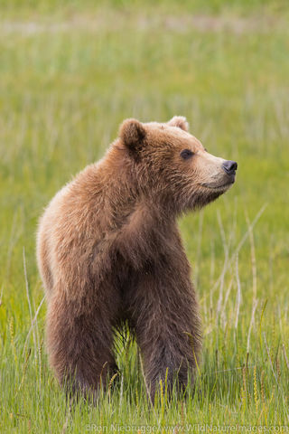 Brown Bear Cub