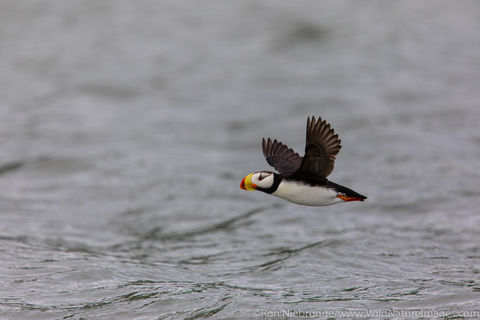 Horned Puffin