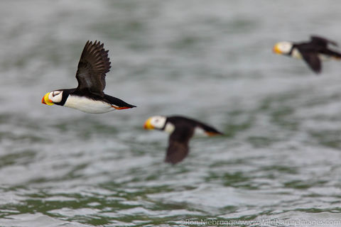 Horned Puffin
