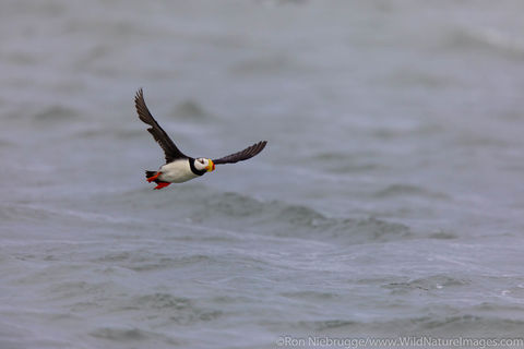 Horned Puffin