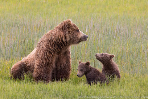 Grizzly Bear Sow with Cubs