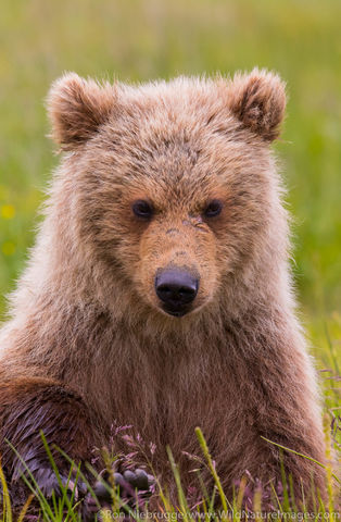Brown Bear