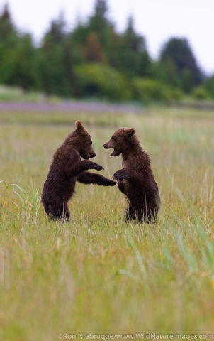 Brown Bear