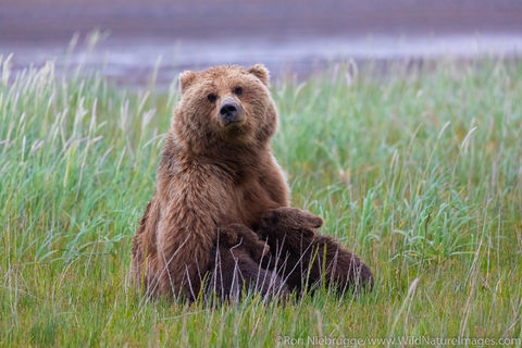 Brown Bear Nursing
