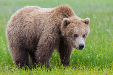 Grizzly Bear