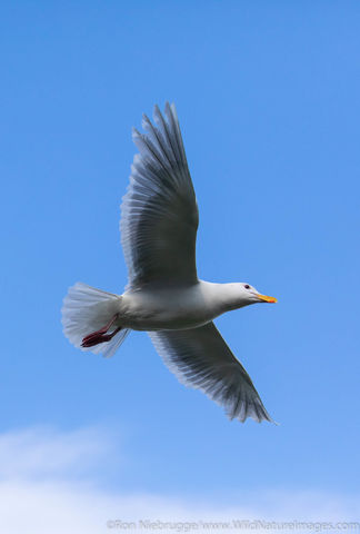 Glaucous-winged Gull