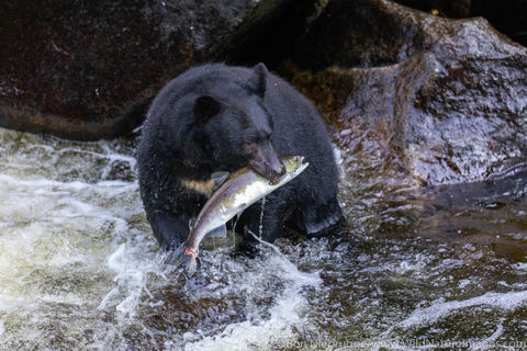Fishing Black Bear