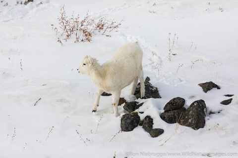 Dall's Sheep