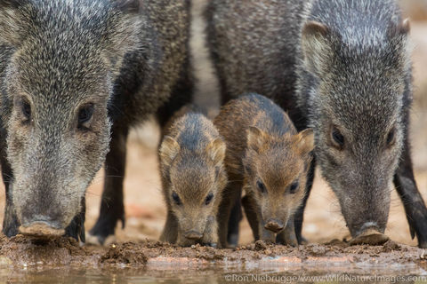 Javalina