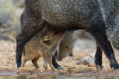 Javalina