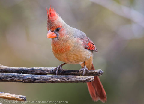 Female Cardinal