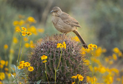 Curve-billed Thrasher