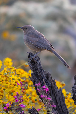 Curve-billed Thrasher