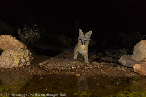 Gray Fox