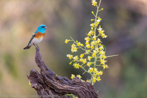 Lazuli Bunting