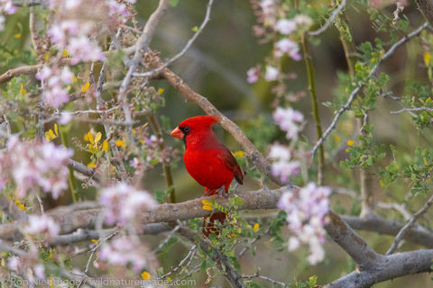 Cardinal