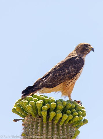 Red-tailed hawk, 
