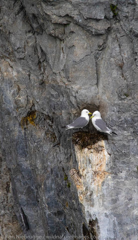 Nesting Black-legged Kittiwakes