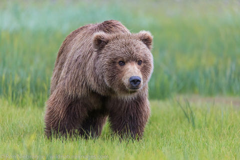 Brown Bear 