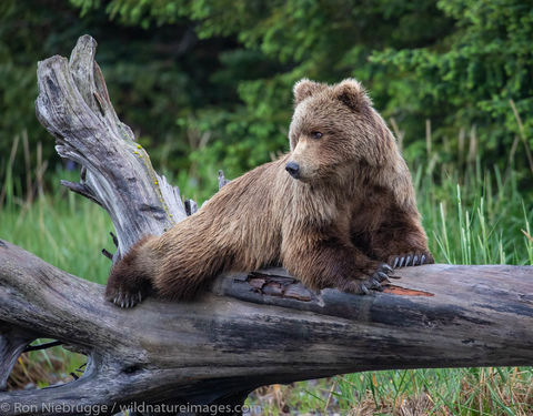 Brown Bear 