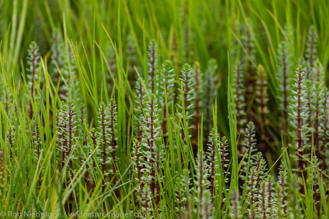 Ferns