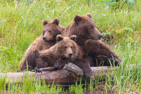 Brown Bear Family
