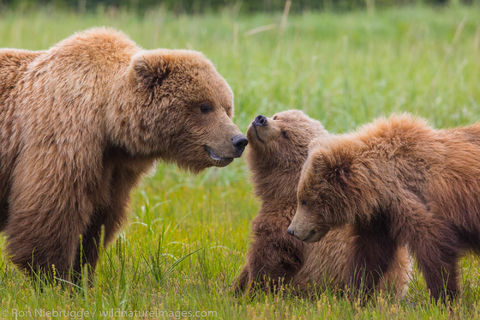 Brown Bear 