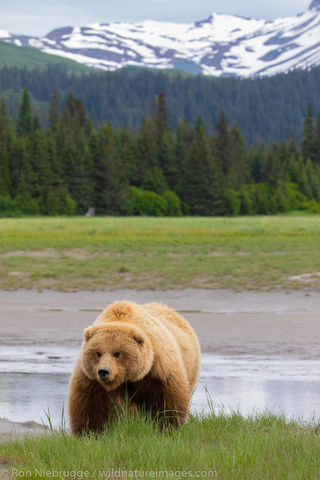 Brown Bear 