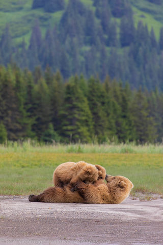 Brown Bear 
