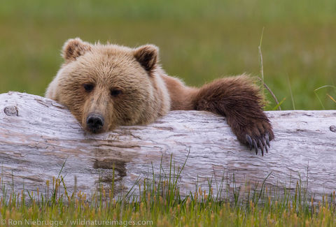 Brown Bear 