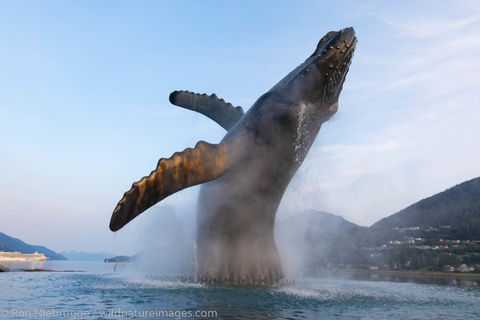 Whale statue