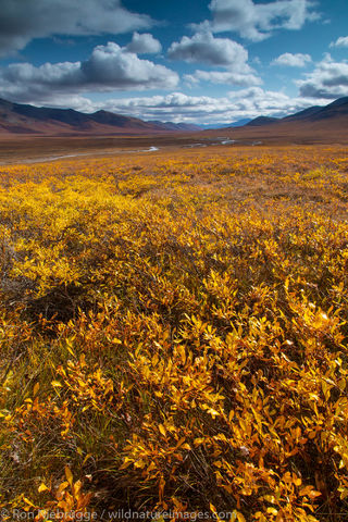 Autumn in the Brooks Range