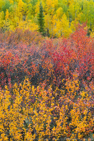 Fall Foliage
