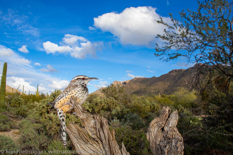Cactus Wren