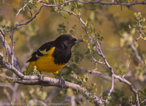 Scott's Oriole