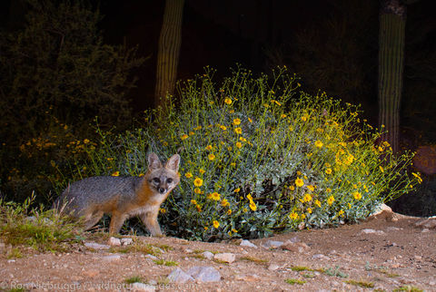 Gray Fox