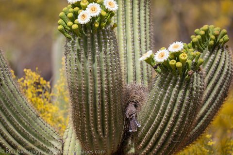 Nest Cactus Wren