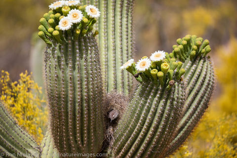 Nest Cactus Wren