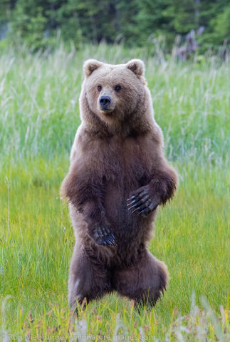 Brown Bear  