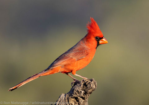 Northern Cardinal