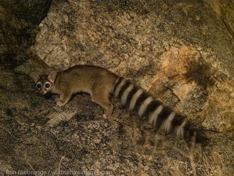 Ringtail