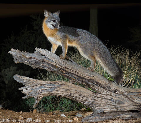 Gray Fox