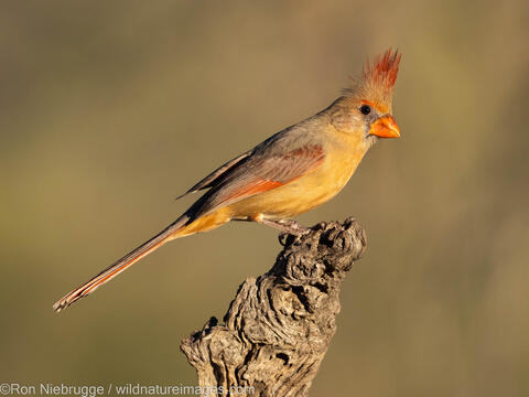 Northern Cardinal