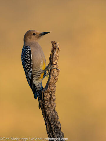 Gila Woodpecker