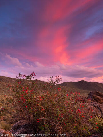 Desert Sunset