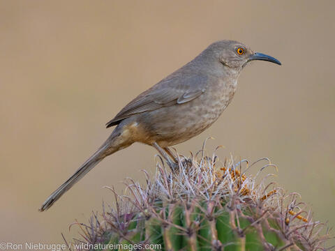 Curve-billed Thrasher